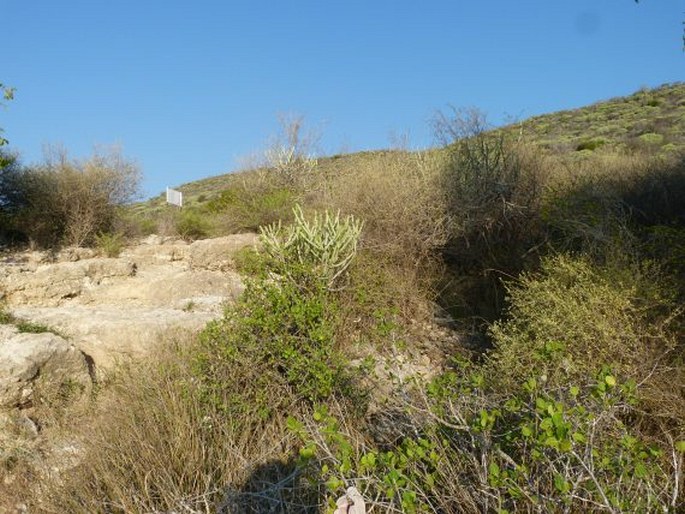 Marsdenia cordifolia