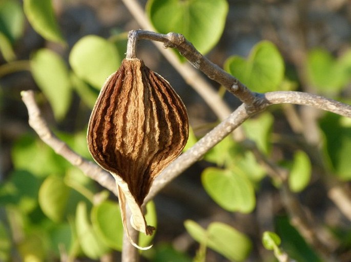 Marsdenia cordifolia