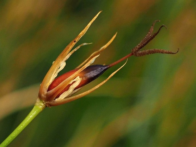 MARSIPPOSPERMUM PHILIPPII (Buchenau) Hauman