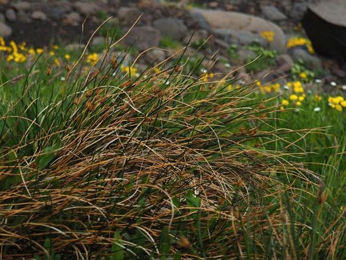 Marsippospermum philippii