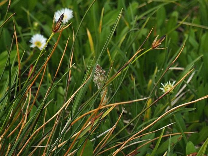 Marsippospermum philippii