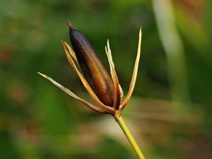 Marsippospermum philippii