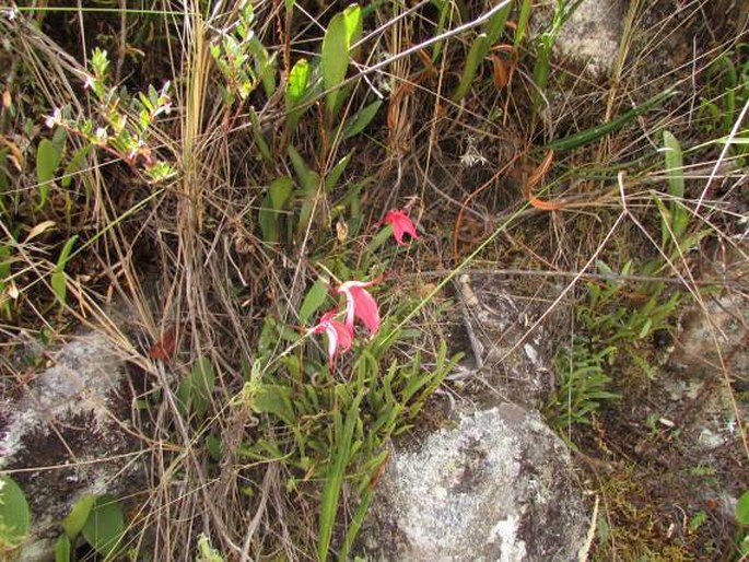 Masdevallia amabilis