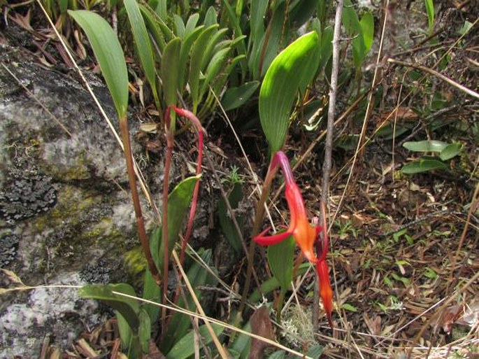 Masdevallia amabilis