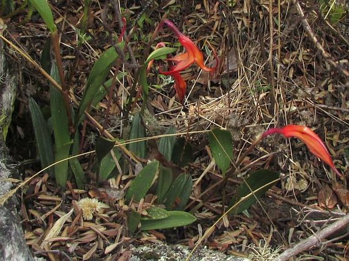 Masdevallia amabilis