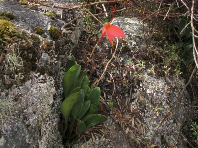 Masdevallia amabilis