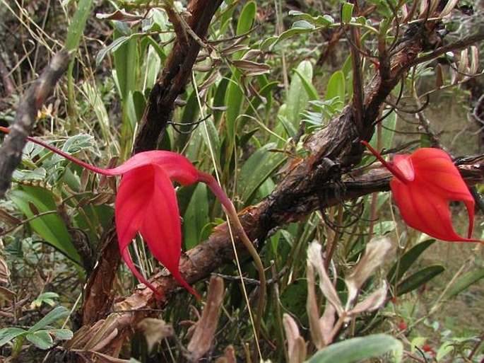 Masdevallia amabilis