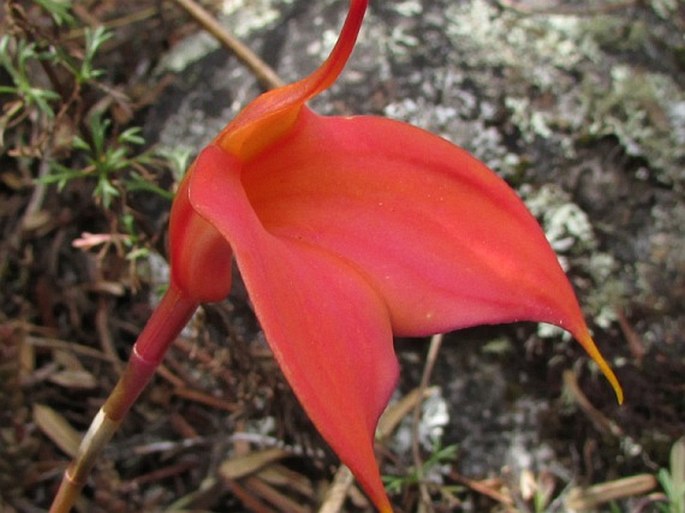 Masdevallia amabilis