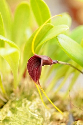 Masdevallia calura