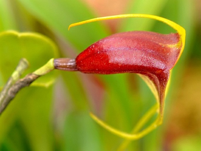 Masdevallia lata