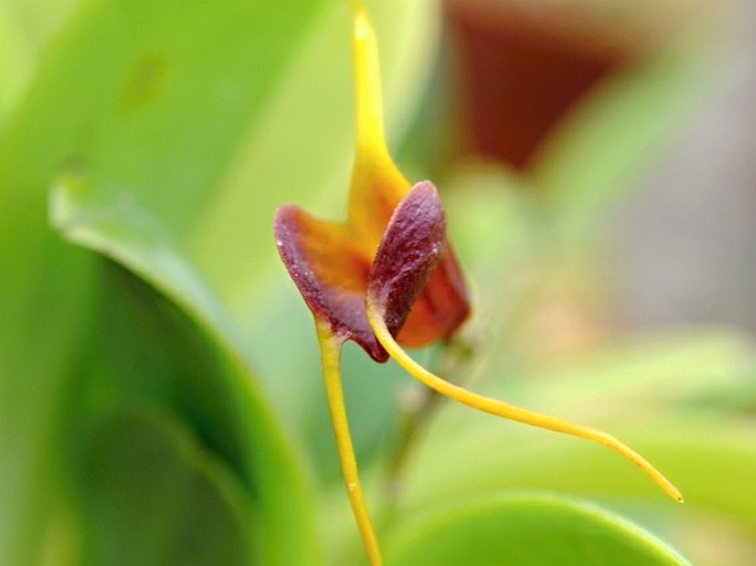 Masdevallia lata