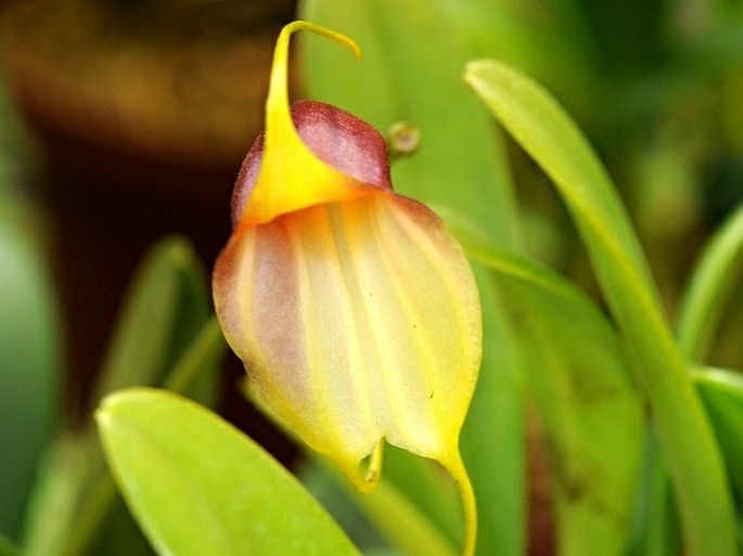 Masdevallia lata