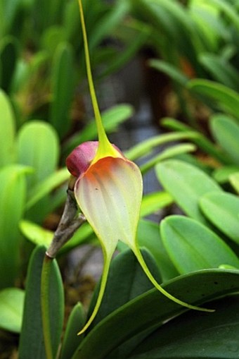 Masdevallia reichenbachiana