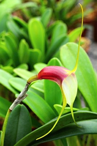 Masdevallia reichenbachiana