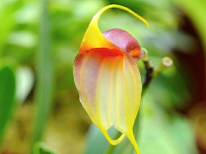 Masdevallia reichenbachiana