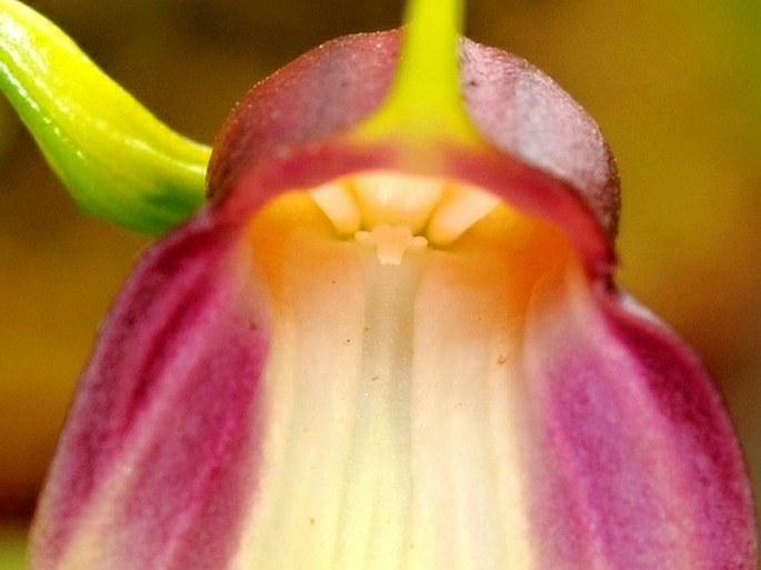 Masdevallia reichenbachiana