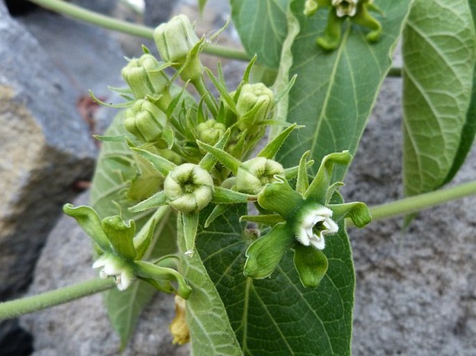 MATELEA LASIOSTEMMA (Hemsl.) Shinners