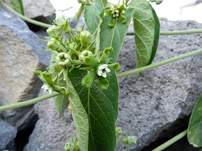 Matelea lasiostemma