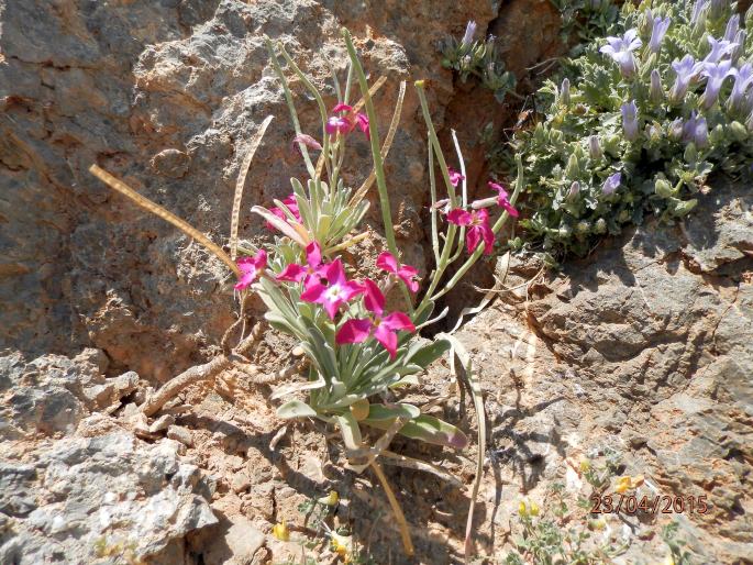 Matthiola incana