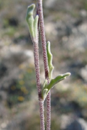 Matthiola longipetala subsp. bicornis