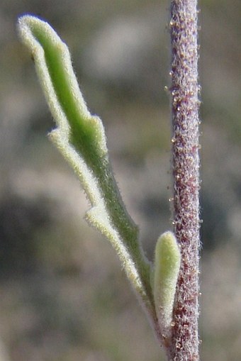 Matthiola longipetala subsp. bicornis