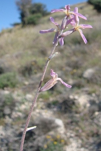 Matthiola longipetala subsp. bicornis