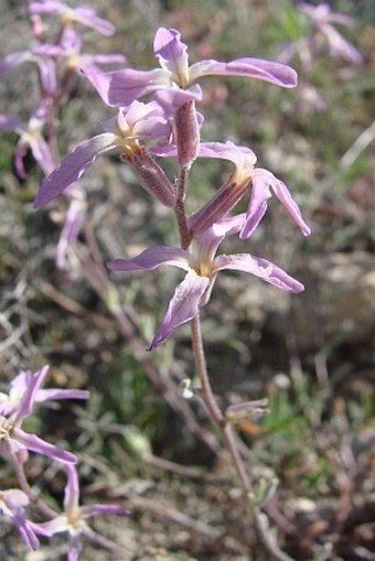 Matthiola longipetala subsp. bicornis