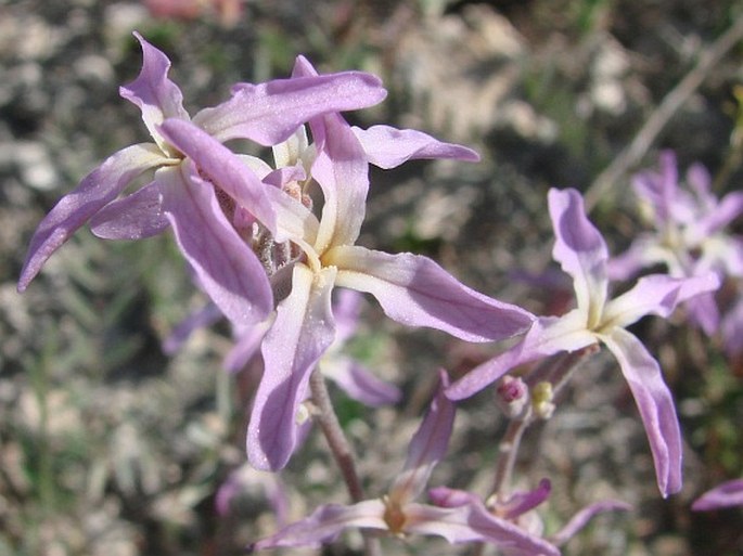 Matthiola longipetala subsp. bicornis