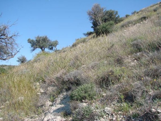 Matthiola longipetala subsp. bicornis