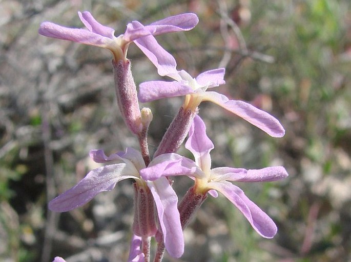 Matthiola longipetala subsp. bicornis