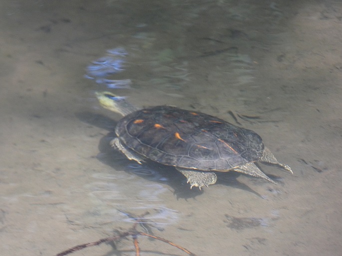 Mauremys sinensis, želva čínská