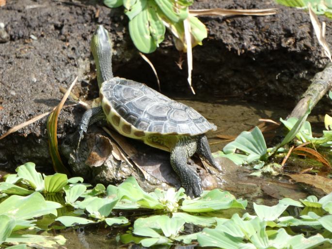 Mauremys sinensis, želva čínská