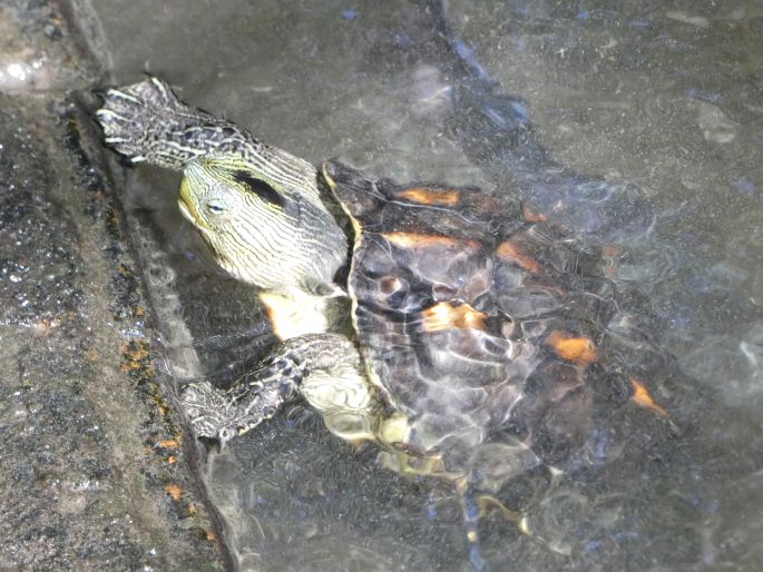 Mauremys sinensis, želva čínská