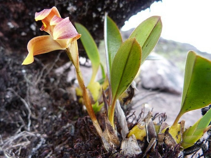 MAXILLARIA QUELCHII Rolfe