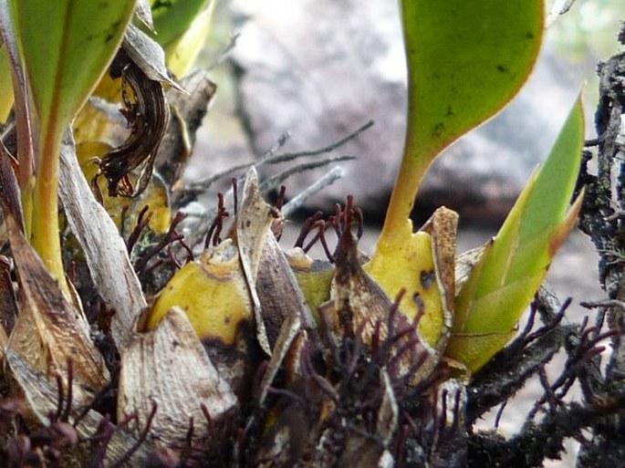 Maxillaria quelchii