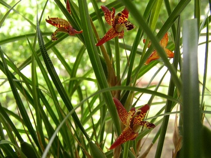 Maxillaria tenuifolia