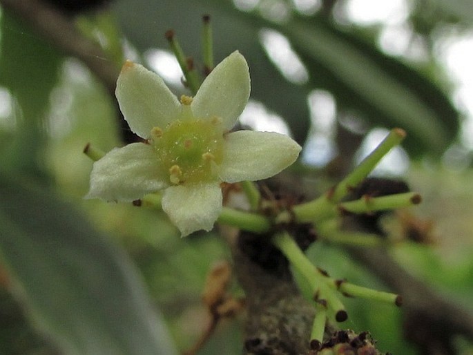 Gymnosporia cassinoides