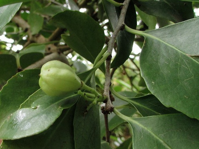 Gymnosporia cassinoides