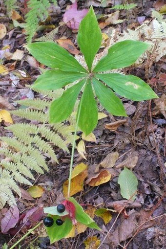 Medeola virginiana