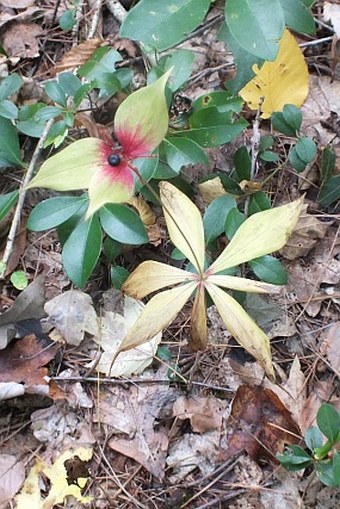 Medeola virginiana