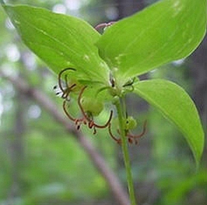 Medeola virginiana