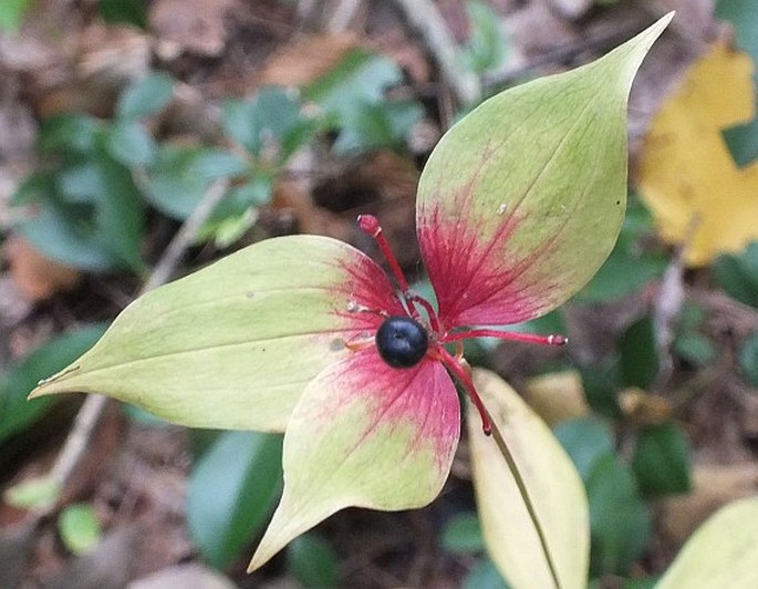 MEDEOLA VIRGINIANA L. – kruticha okurková