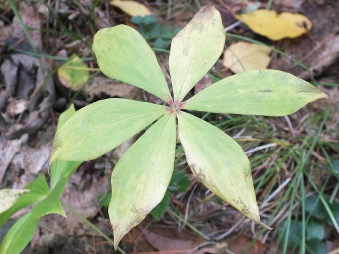 Medeola virginiana