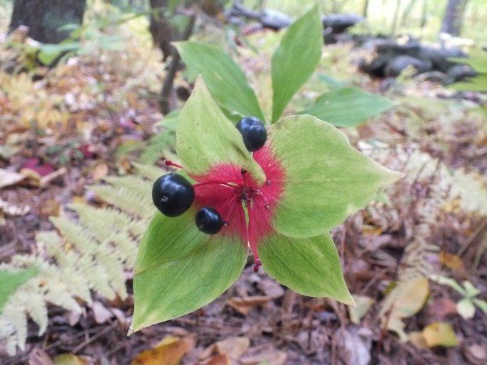 Medeola virginiana