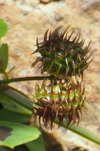 Medicago arabica