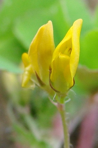 Medicago arabica