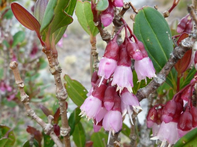 Medinilla papillosa