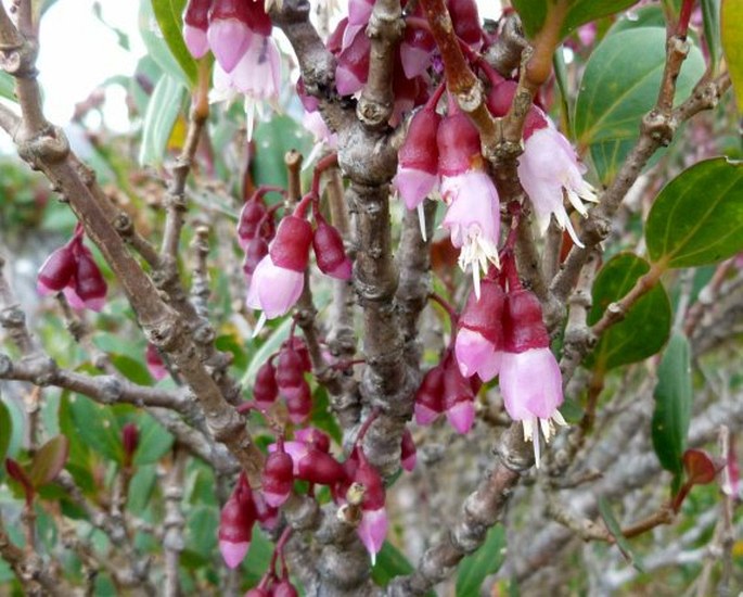 Medinilla papillosa