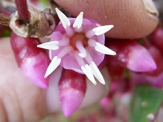 Medinilla papillosa