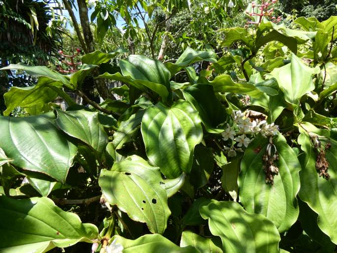 Medinilla teysmannii